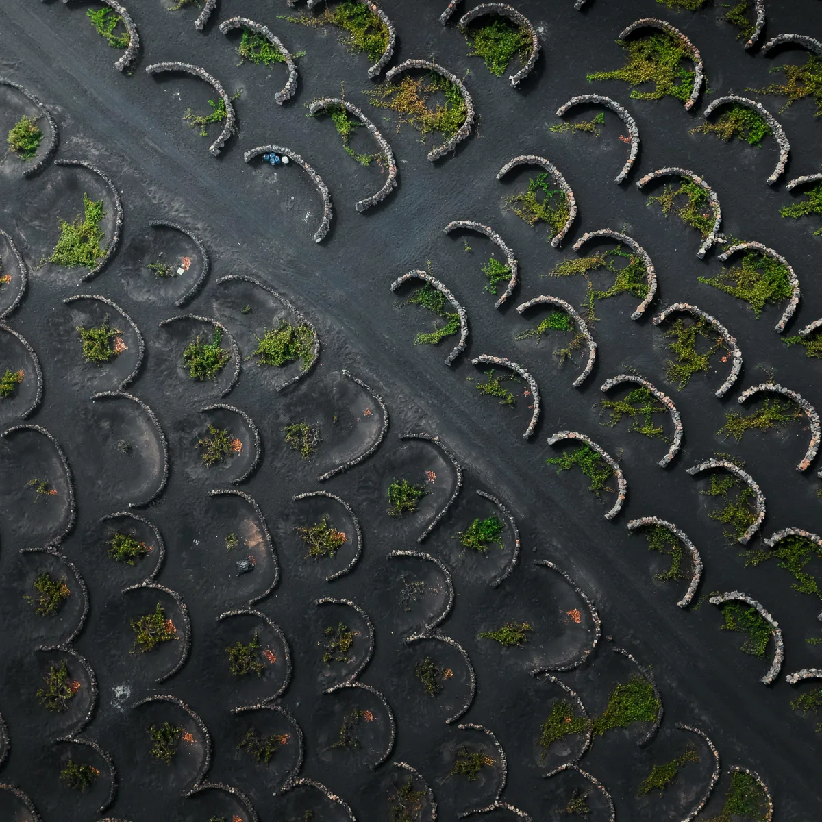 La Geria vineyards on volcanic 'rofe' gravel in Lanzarote, origin of the brand's browns